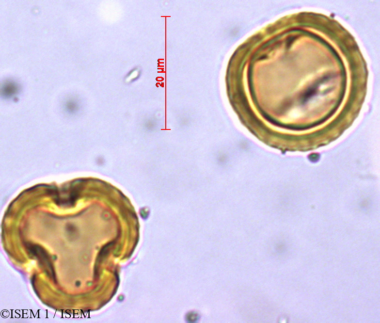 ISEM 1/Stoebe_kilimandscharica_21687/Stoebe_kilimandscharica_21687_0005(copy).jpg